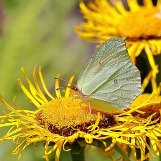 Lemon butterfly (Gonepteryx rhamny) on a yellow flower of a Great Telekie (Telekia speciosa),