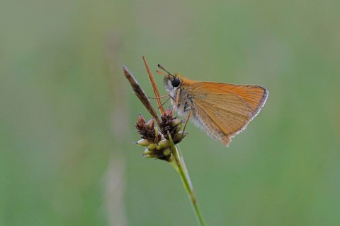 Large skipper (Ochlodes sylvanus, Augiades sylvanus), resting on a blade of grass in a meadow,