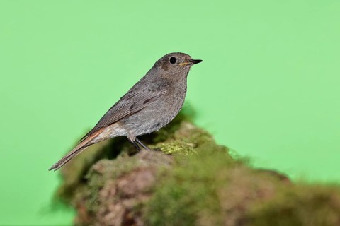 Black redstart (Phoenicurus ochruros), female on a moss-covered tree stump in a garden, Wilnsdorf,