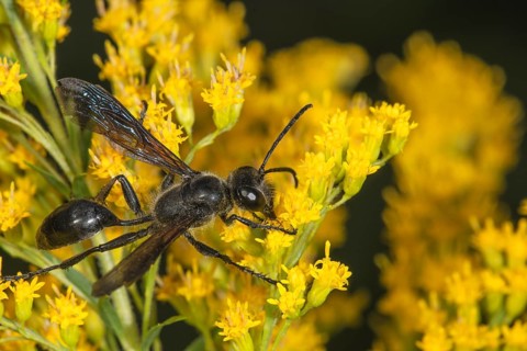 Long-stemmed digger wasp (Isodontia mexicana) with transparent wings on yellow Solidago canadensis