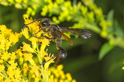 Long-stemmed digger wasp (Isodontia mexicana) on yellow flowers of Solidago canadensis in profile,