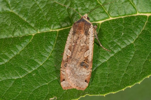 House moth (Noctua pronuba) on a green leaf with veins visible, Baden-WÃ¼rttemberg, Germany