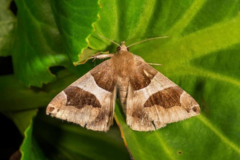 Dark brown bramble owl (Dysgonia algira) on a green leaf, Baden-WÃ¼rttemberg, Germany