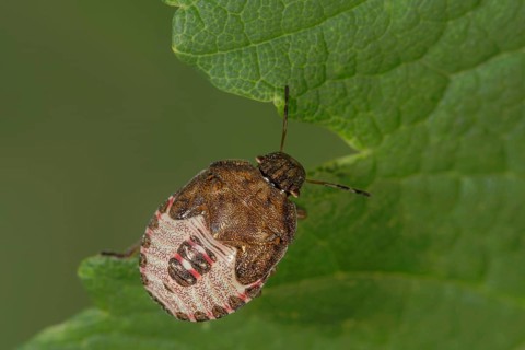Spring tree bug (Peribalus strictus) in the fifth larval stage with patterned carapace on green