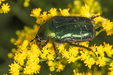 Marbled rose chafer (Liocola lugubris) on yellow flowers of Solidago canadensis (Solidago