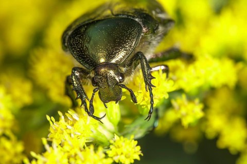 Portrait of marbled rose chafer (Liocola rubris with green shimmer on Solidago canadensis (Solidago
