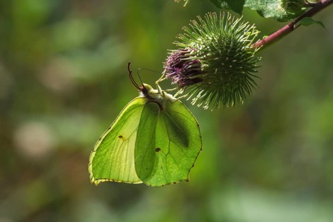 Light green butterfly, lemon butterfly (Gonepteryx rhamni) on fruit of Greater burdock in