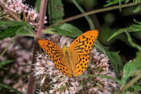 Male emperor cloak (Argynnis paphia) on flowers of water eupatorium (Eupatorium),