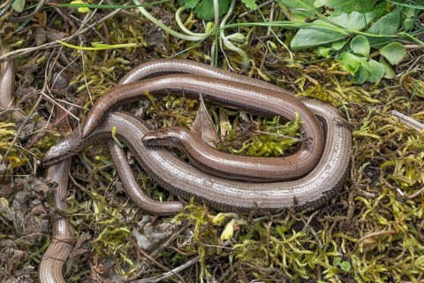 Several slow worms (Anguis fragilis) are intertwined and lying on mossy ground, Baden-WÃ¼rttemberg,