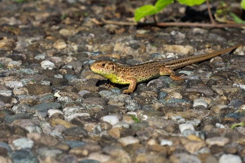 A sunbathing female sand lizard (Lacerta agilis) lying on a stony ground in a natural environment,