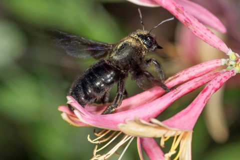 A violet carpenter bee (Xylopa violacea) sits on a honeysuckle flower (Lonicera) and collects