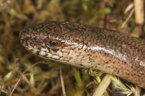 Close-up of the head of a slow worm (Anguis fragilis) with detailed scales and a red eye,