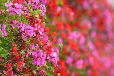 Red and pink hanging geraniums, pelargoniums, Brittany, France