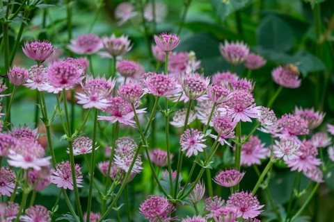 Astrantia major (Astrantia major), Lower Rhine, North Rhine-Westphalia, Germany