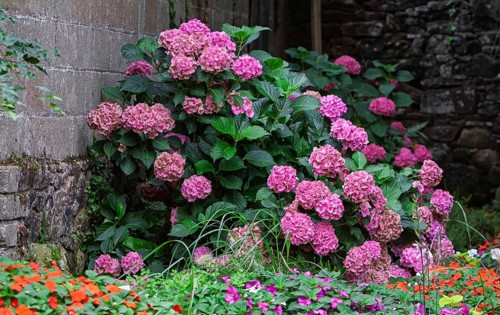 Pink hydrangeas (Hydrangea), Brittany, France