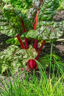 Chard, red-stemmed, vegetable patch, North Rhine-Westphalia, Germany