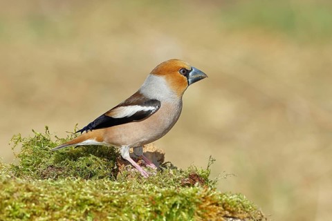 Hawfinch (Coccothraustes coccothraustes), male, sitting on a moss-covered tree stump, wildlife,