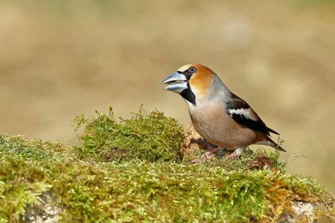 Hawfinch (Coccothraustes coccothraustes), male, sitting on a moss-covered tree stump, wildlife,