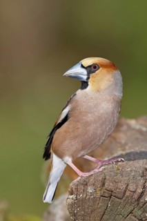 Hawfinch (Coccothraustes coccothraustes), male, sitting on dead wood, wildlife, colourful plumage,