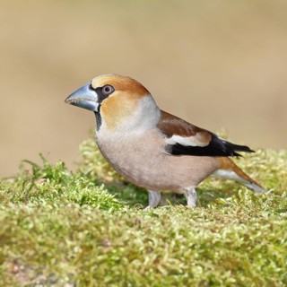 Hawfinch (Coccothraustes coccothraustes), male, sitting on a moss-covered tree stump, wildlife,