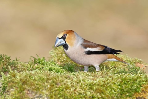 Hawfinch (Coccothraustes coccothraustes), male, sitting on a moss-covered tree stump, wildlife,
