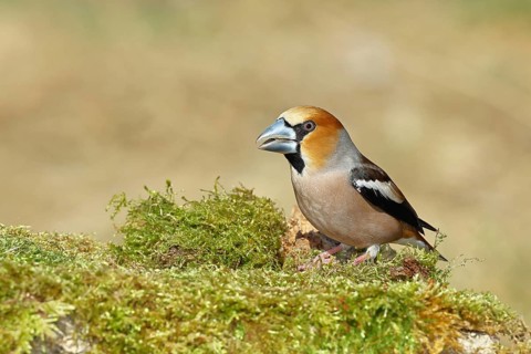 Hawfinch (Coccothraustes coccothraustes), male, sitting on a moss-covered tree stump, wildlife,