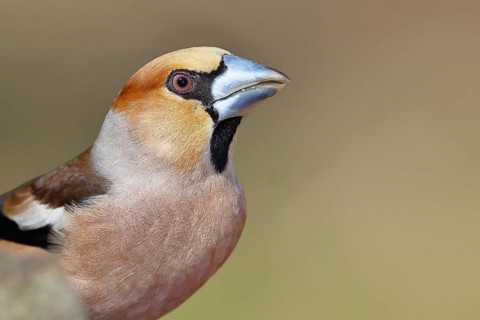 Hawfinch (Coccothraustes coccothrautes), in the forest, animal portrait, Wilnsdorf, North
