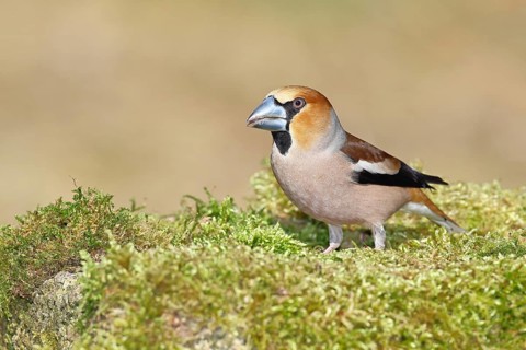 Hawfinch (Coccothraustes coccothraustes), male, sitting on a moss-covered tree stump, wildlife,