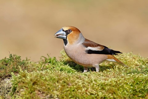 Hawfinch (Coccothraustes coccothraustes), male, sitting on a moss-covered tree stump, wildlife,