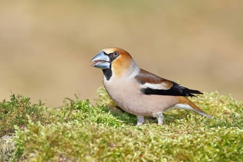 Hawfinch (Coccothraustes coccothraustes), male, sitting on a moss-covered tree stump, wildlife,