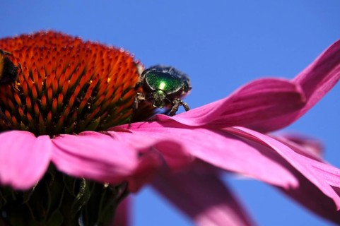 Rose chafer on the flower of a coneflower, macro photography, Germany