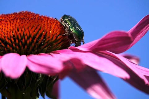 Rose chafer on the flower of a coneflower, macro photography, Germany