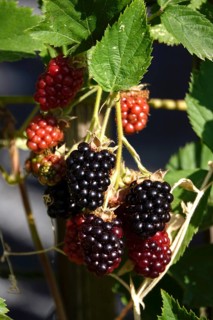 Blackberries on a blackberry bush, July, Germany