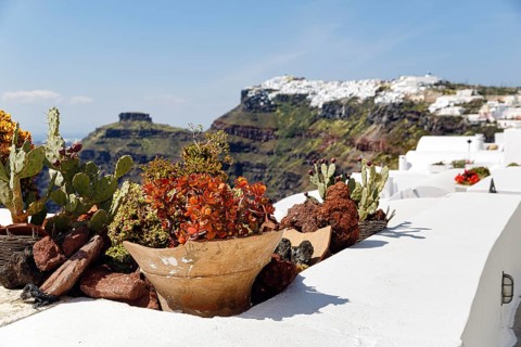 Flower pot on a house roof, Firostefani, Santorini, Greece