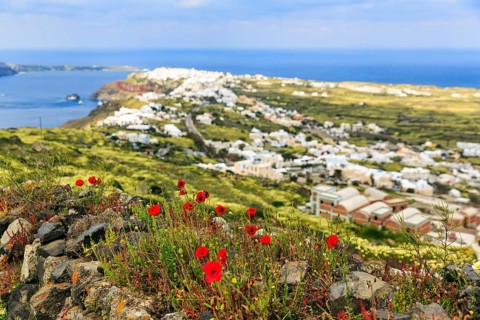 Coastline with view of the village of Oia, poppy (Papaver) on hiking trail from Fira to Oia, Thira,
