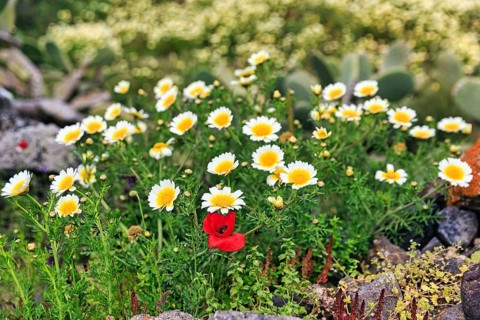 Crowned poppy (Glebionis coronaria), daisy flower and poppy (Papaver) on the hiking trail from Fira