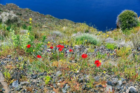 Corn poppy, coastline, edge of the caldera, hiking trail from Fira to Oia, Thira, Santorini,