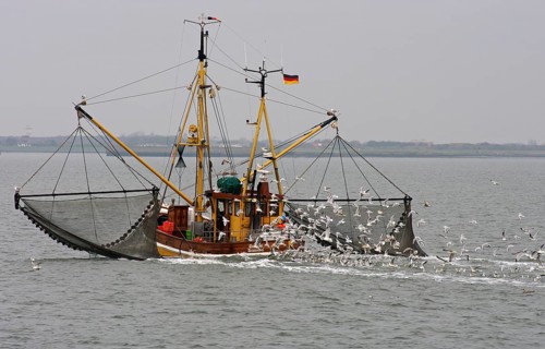 Crab cutter, seagulls, North Sea, fishing trip, East Frisia, Lower Saxony, Germany, North Sea
