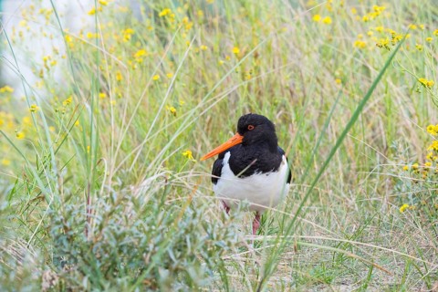 An African oystercatcher (Haematopus ostralegus) with long red beak, red eyes and black and white