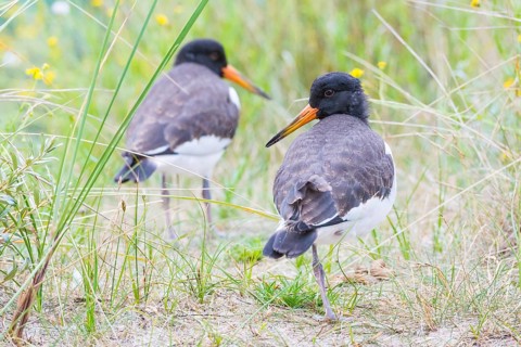 Two young African oystercatchers (Haematopus ostralegus), juvenile, with long red and black beak,