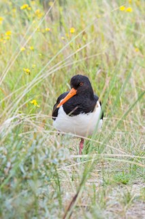 An African oystercatcher (Haematopus ostralegus) with long red beak, red eyes and black and white