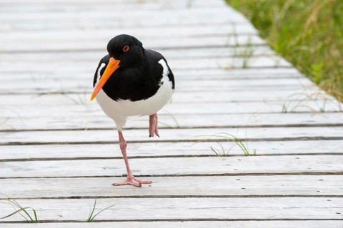 An oystercatcher (Haematopus ostralegus) with a long red beak, red eyes and black and white