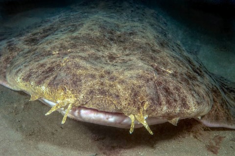Close-up of angel shark head with clearly visible whiskers palpation organs taste organs on top of