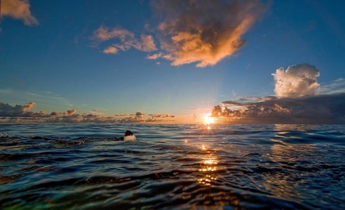 View at sunset with evening sky at sea surface of tropical sea on shark fin Shark fin can be seen