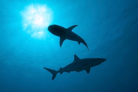 Backlit photograph with silhouette of two sharks (Cargachrhinus) swimming under the sea surface