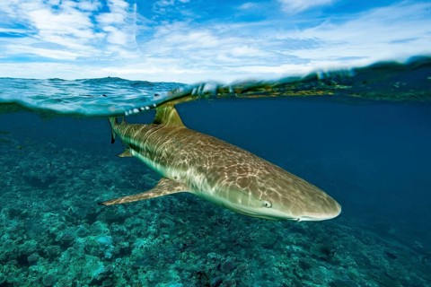 Split shot, half-and-half shot, split shot, photo half above water half underwater of blacktip reef