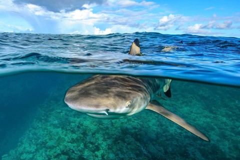 Split shot half-and-half shot split shot, photo half above water half underwater with typical