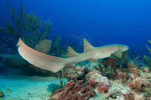 Identification characteristics of Atlantic nurse shark (Ginglymostoma cirratum) shows first and