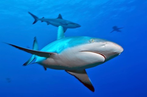 Close-up of Grey reef shark (Carcharhinus amblyrhynchos) swimming with spread fins shark fins shark