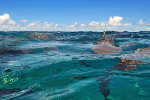 Image at water surface of mock attack of Grey reef shark (Carcharhinus amblyrhynchos) Grey reef